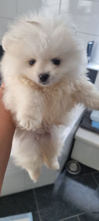 Pomeranian, Zwergspitz, Spitz