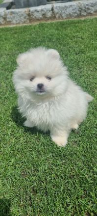 Pomeranian, Zwergspitz, Spitz