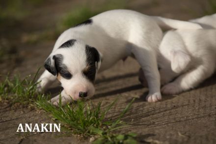 Parson-Russell-Terrier-Welpen