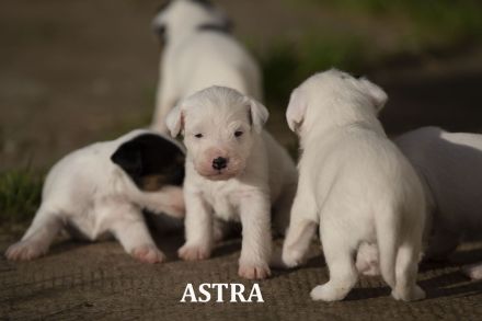 Parson-Russell-Terrier-Welpen