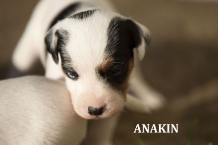 Parson-Russell-Terrier-Welpen