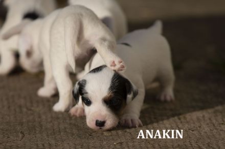 Parson-Russell-Terrier-Welpen