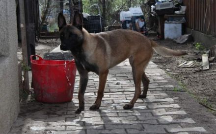 Malinois-Mix Emmy sucht ein sportliches Zuhause!