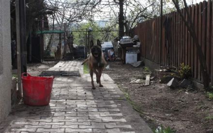 Malinois-Mix Emmy sucht ein sportliches Zuhause!