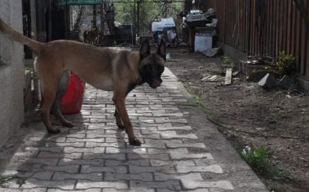 Malinois-Mix Emmy sucht ein sportliches Zuhause!