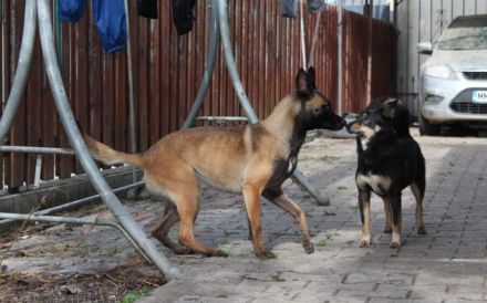Malinois-Mix Emmy sucht ein sportliches Zuhause!