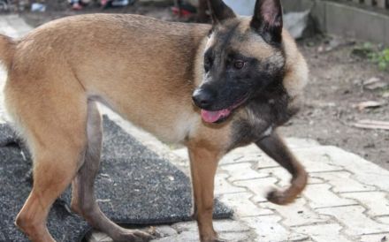 Malinois-Mix Emmy sucht ein sportliches Zuhause!