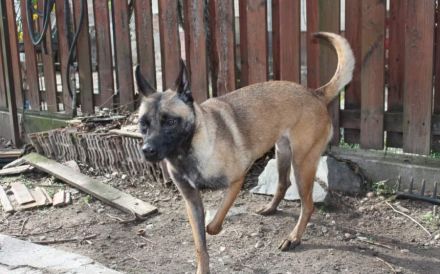 Malinois-Mix Emmy sucht ein sportliches Zuhause!
