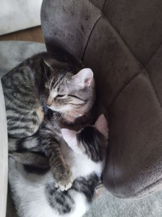 Luna 9 Monate u. Leo 14 Wochen Baby