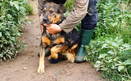 Sanny wartet auf ihr ganz eigenes Körbchen