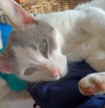 Asproulis, geb. ca. 11/2021, lebt in GRIECHENLAND, auf einer privaten Pflegestelle