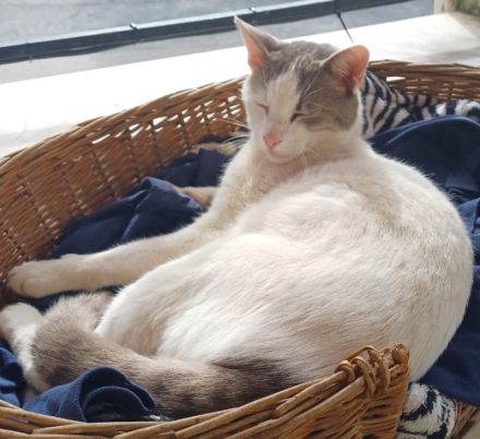 Asproulis, geb. ca. 11/2021, lebt in GRIECHENLAND, auf einer privaten Pflegestelle