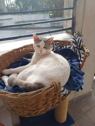 Asproulis, geb. ca. 11/2021, lebt in GRIECHENLAND, auf einer privaten Pflegestelle