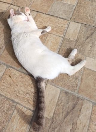 Asproulis, geb. ca. 11/2021, lebt in GRIECHENLAND, auf einer privaten Pflegestelle