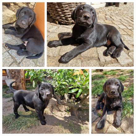 Labrador Retriever Welpen