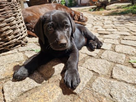 Labrador Retriever Welpen