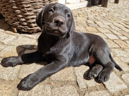Labrador Retriever Welpen