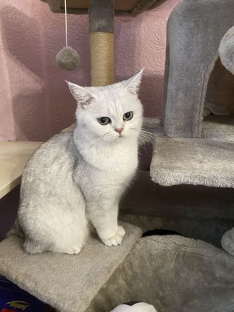 Britisch Kurzhaar wartet auf ihr Dosenöffner geschippt geimpft