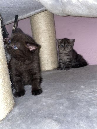 Britisch Kurzhaar wartet auf ihr Dosenöffner geschippt geimpft