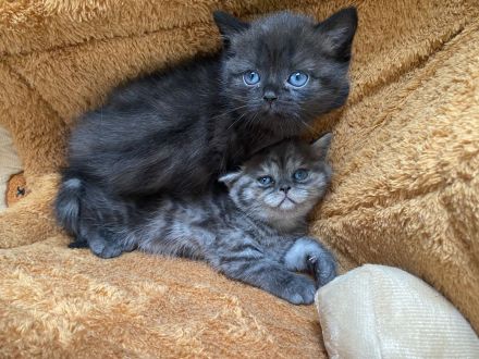 Britisch Kurzhaar wartet auf ihr Dosenöffner geschippt geimpft