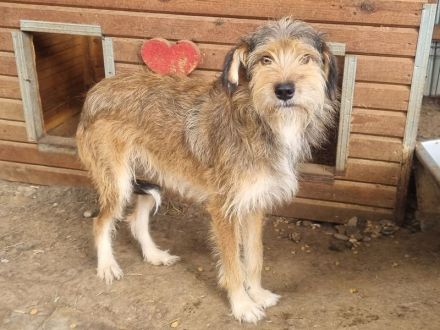 SOUL  ca.2 Jahre, 47 cm, niedliche, anfangs noch vorsichtige Hündin mit dem zauberhaften Struppifell