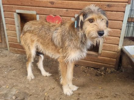SOUL  ca.2 Jahre, 47 cm, niedliche, anfangs noch vorsichtige Hündin mit dem zauberhaften Struppifell