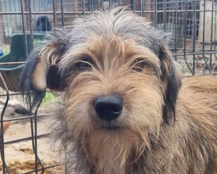 SOUL  ca.2 Jahre, 47 cm, niedliche, anfangs noch vorsichtige Hündin mit dem zauberhaften Struppifell