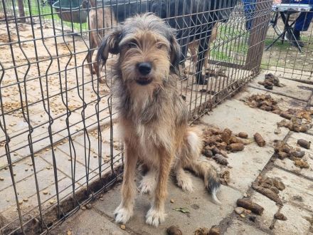 SOUL  ca.2 Jahre, 47 cm, niedliche, anfangs noch vorsichtige Hündin mit dem zauberhaften Struppifell