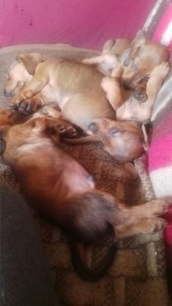 4 zuckersüße Dackelwelpen suchen neues Zuhause