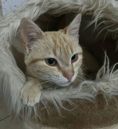 Leo sucht ein liebevolles Zuhause