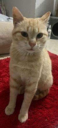 Leo sucht ein liebevolles Zuhause