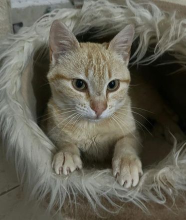 Leo sucht ein liebevolles Zuhause