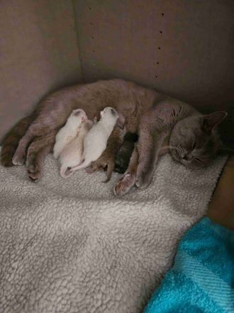 BKH Kätzchen suchen ab Ende Juni neue Zuhause