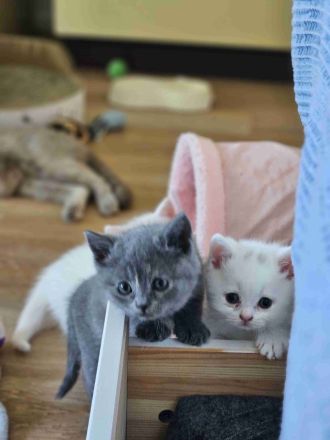 BKH Kätzchen suchen ab Ende Juni neue Zuhause