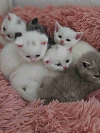 BKH Kätzchen suchen ab Ende Juni neue Zuhause