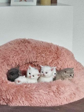 BKH Kätzchen suchen ab Ende Juni neue Zuhause