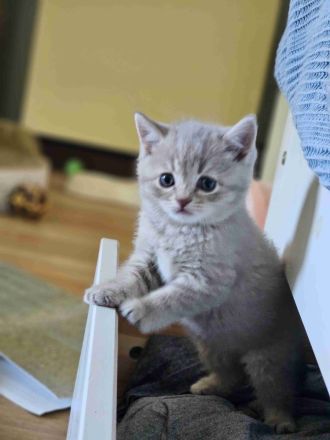 BKH Kätzchen suchen ab Ende Juni neue Zuhause