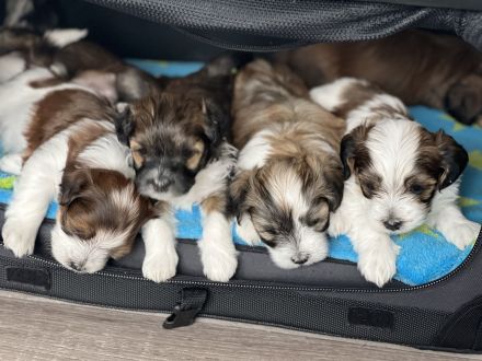 Havaneser Welpen mit Ahnentafel aus liebevoller Familienauszucht