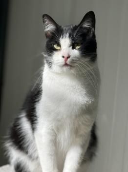 Conny, FIV positiv