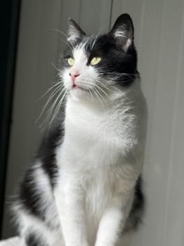 Conny, FIV positiv