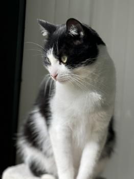 Conny, FIV positiv