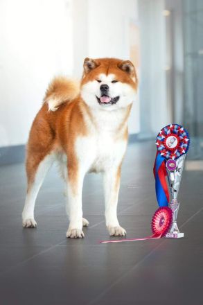 wir erwarten typvolle, freundliche und wesensfeste Welpen