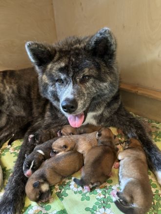 wir erwarten typvolle, freundliche und wesensfeste Welpen