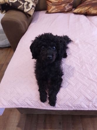 Zwertgpudelhündin sucht ein für immer zuHause