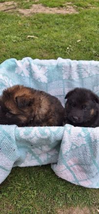 Deutsche schäferhundwelpen