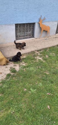 Deutsche schäferhundwelpen