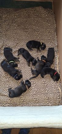 Deutsche schäferhundwelpen