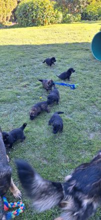 Deutsche schäferhundwelpen