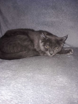 American Curl Kitten ,in der Farbe blue