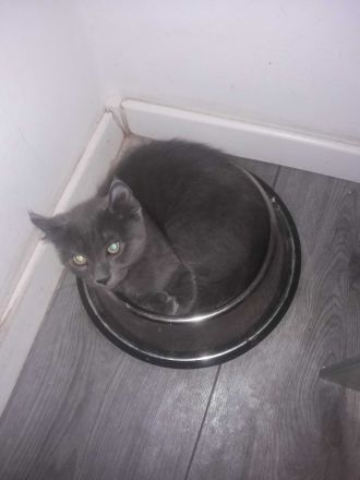 American Curl Kitten ,in der Farbe blue